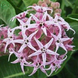 Flower seeds Potted plant seeds Pink Asclepias Milkweed / Butterfly Weed Fl