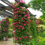 Rose Seed Climbing roses Rare Colored Roses You Can Not miss the Balcony Po