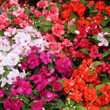 BELLFARM Impatiens Mixed Rosebud Blooms Flower Seeds, 20 seeds, beautiful s