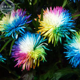 BELLFARM Cute Rainbow Chrysanthemum Livingstone China Aster Seeds, 100 Seed