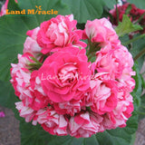 LAND MIRACLE 100% True Rose Geranium Flower Seeds, 5 Seeds, Appleblossom Ro