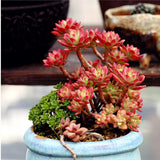 New fashion 10 seeds per pack Succulent Red ECHEVERIA macdougallii seeds Ra