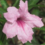 Flower seeds Potted plant seed Mexican petunias Seed  Ruellia brittoniana S