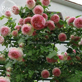 Mixed 4 Types of Climbing Rose Perennial Pink Red White Light Purple Flower