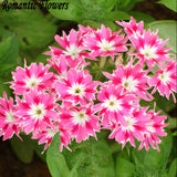 New Arrival Home Garden Plant 100 Seeds Phlox Twinkle Star,Phlox Drummondii