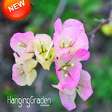 Hot Sale!100% Original High Quality Pink Bougainvillea Spectabilis Willd Se