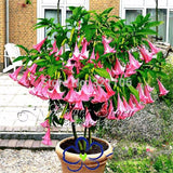 Brugmansia Suaveolens Seeds (Pink Angel's Trumpet) huge, fragrant trumpet F