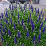 Blue Spiked Speedwell Veronica Spicata, 50 seeds, Perennial Rockery Flowers