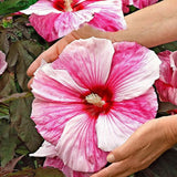 Mix Color Giant Hibiscus Flower Seeds Hardy,DIY Home Garden potted or yard