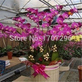 Fashion Unique Mix Color Phalaenopsis Bonsai Beautiful Adorable Butterfly O