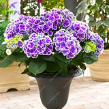 Exotic Geranium Bonsai Seeds Flower Perennial Flower Seeds Pelargonium Pelt