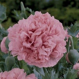 Flower seeds bonsai Peony Seeds   Pale Rose  DOUBLE PEONY POPPY Papaver Flo