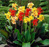 flower seeds bonsai Canna Lily Seeds  CLEOPATRA  Cannaceae  Great Potted P