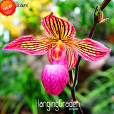 Big Promotion!50 Seed/Pack Pink King Cypripedium Seed Balcony Potted Bonsai