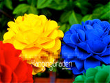 Big Sale! 100 Seeds/Lot Rainbow Chrysanthemum Flower Seeds, rare color ,new