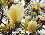 Rare Chinese Yellow River Magnolia Flower Tree Plant Seeds, 10Seeds/Pack, L