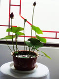 lotus seeds, bowl lotus water lily seeds rare Aquatic flower plant seed for