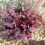 Heuchera(melting)Seeds,Perennial bonsai flower Alumroot seeds for Beautiful