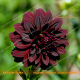 Rare Flower Seed Red Black Dahlia, 50 Seeds/Pack, Dahlia Pinnata Flower See