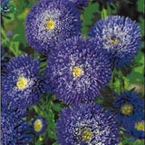 Flower seed Chinese Aster seeds (Callistephus) give you a garden full of br