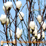 Heirloom 'Snow White' White Yulan Magnolia Tree Flower Seeds, 15 Seeds/Pack