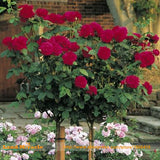 Garden flowers Seeds Pot Bonsai Rose Seed Professional Seedling floer Plant