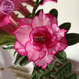 BELLFARM Adenium Whitish Light Pink Flowers with rose red edge seeds, 2 see