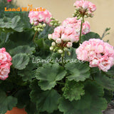 LAND MIRACLE 5 PCS   Geranium Light Pink Ball Flower Seeds, bonsai garden p