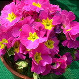 Flower seeds Bonsai (20 pieces/bag) Primrose seed,Primula malacoides,planti