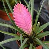 purple flower pineapple (Mixed colors) Tillandsia cyanea seeds, potted flow