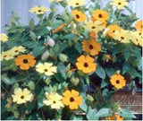 Flower seeds  climbing vine plants seeds,Thunbergia alata can bring good lu