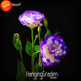 New Seeds 2017!7 Colors Eustoma Seeds Perennial Flowering Plants Potted Flo