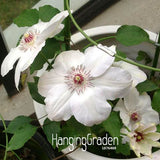 Big Sale!Hot Selling Mix Clematis Seeds Bonsai Flower Seeds DIY Home Garden