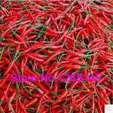 Heirloom 50pcs/lot Thai Sun Hot Pepper Capsicum Annuum Ornamental Chili See