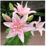ZLKING 1PCS Lily Bulbs Cheap Perfume Lily Seeds Yellow White Red Pink Purpl
