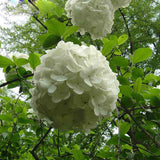 Elegant White Hydrangea Seeds Balcony Bonsai Viburnum Hydrangea Macrophylla