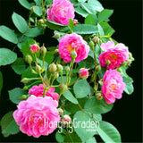 Big Sale! 100seeds/Bag Colorful Rosa Rose Chinensis Flower Seeds, 22 kinds