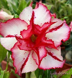 Desert Rose seeds,potted flowers seeds,Adenium Obesum color optional 100% t