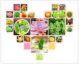 New Fresh Seeds 10pcs/Pack 99 Kinds to choose Lithops Seeds Succulents Seed