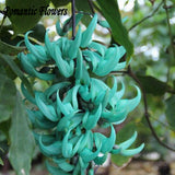 Rare and Endangered jade vine "Strongylodon Macrobotrys" flower seeds , 1pc