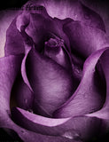 Purple Rose Seeds, Rare Color, Fresh Seeds, Beautiful Home Garden Flower Pl