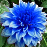 Rare Blue Dahlia Flower Seeds, 50 Seeds, beautiful outdoor garden plants se