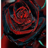 Free Shipping 100 Black Rose Seeds  With Red Edge, Rare Color ,Popular Gard