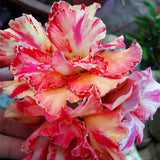 New arrive RANTON GARDEN 5 PCS "Color blazing" Adenium Obesum seeds quality