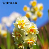 ZGTGLAD 400Pcs/lot Mixed Color Narcissus Duo Bulbs Daffodil Plant Flower Se