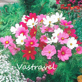 Dwarf Cosmos Flower 50 Pcs Flower Seeds  / Bag Mix Color Cosmos Bipinnatus