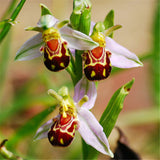 China Rare Flower Bee Orchid Flower Seed Smile Face Interesting Flowers See