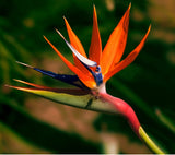 New Arrival 2 Seeds Home Garden Plant Strelitzia Reginae Reginaei Bird Of P