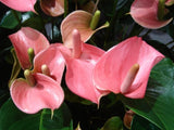 Hot Sale Rare Flower Seeds Pale Pink Anthurium Andraeanu Seeds Balcony Pott