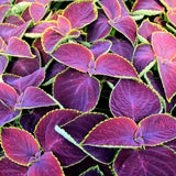 free shipping Flower seeds Bonsai seeds mix  coleus seeds Bag Home Garden B